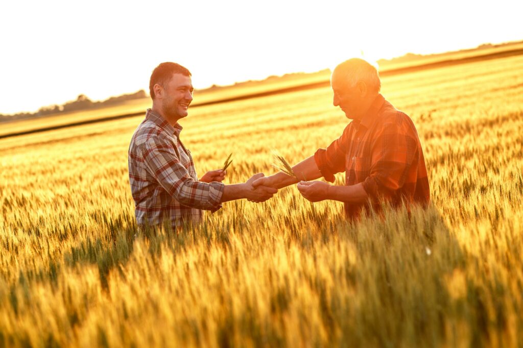 Two farmers in a field examining wheat crop.